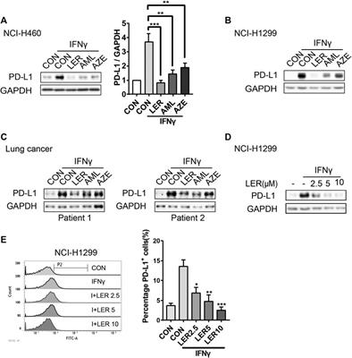 Dihydropyridine Calcium Channel Blockers Suppress the Transcription of PD-L1 by Inhibiting the Activation of STAT1